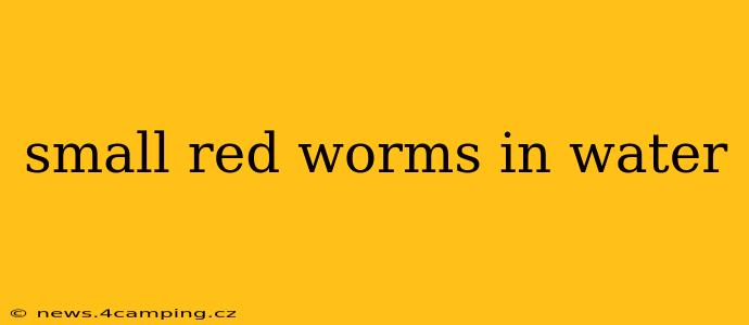 small red worms in water