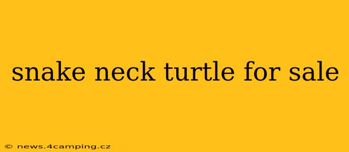 snake neck turtle for sale