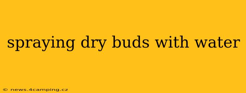 spraying dry buds with water