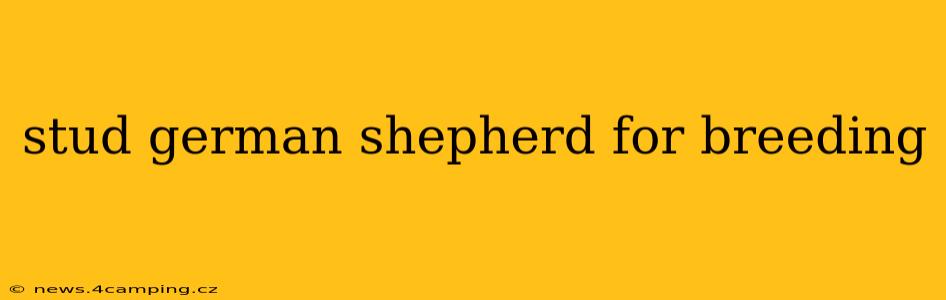 stud german shepherd for breeding