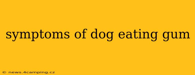 symptoms of dog eating gum