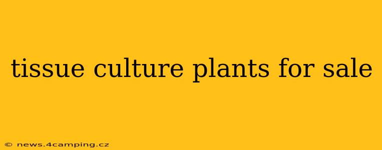 tissue culture plants for sale