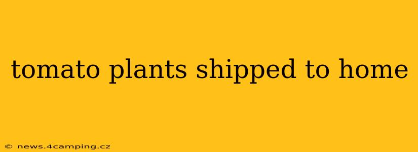 tomato plants shipped to home