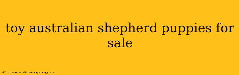 toy australian shepherd puppies for sale