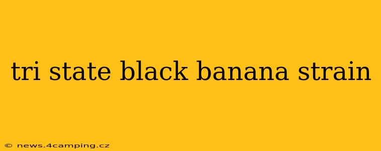 tri state black banana strain