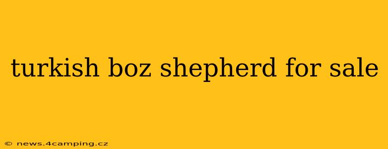 turkish boz shepherd for sale