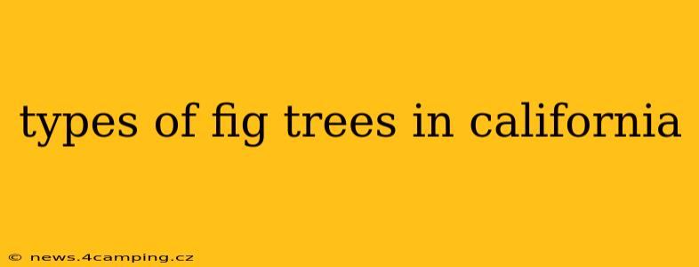 types of fig trees in california