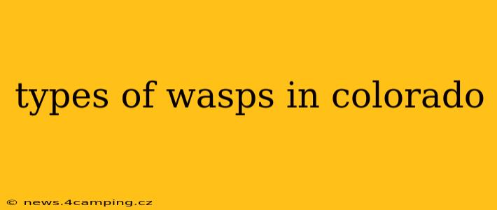 types of wasps in colorado