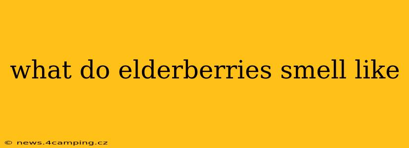 what do elderberries smell like