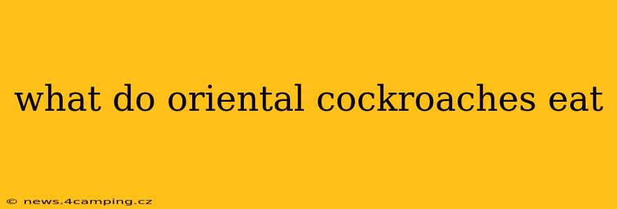 what do oriental cockroaches eat