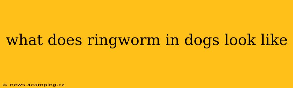 what does ringworm in dogs look like
