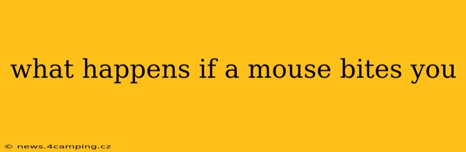 what happens if a mouse bites you