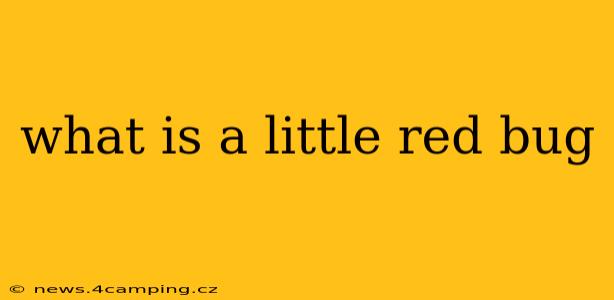 what is a little red bug