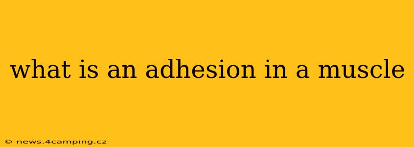 what is an adhesion in a muscle