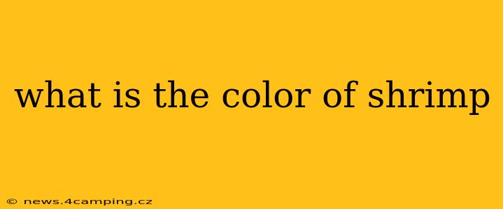 what is the color of shrimp