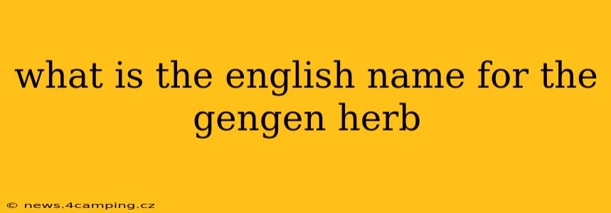 what is the english name for the gengen herb