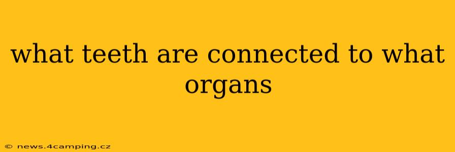 what teeth are connected to what organs