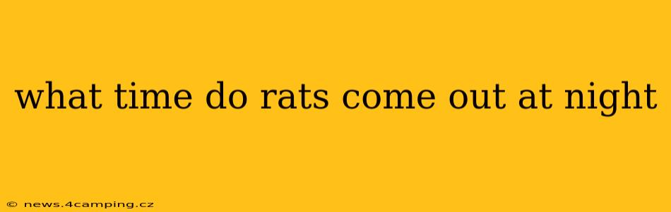 what time do rats come out at night