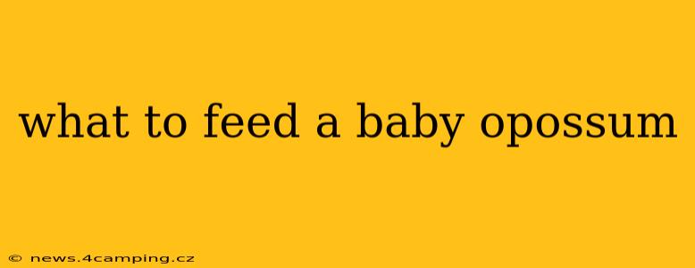 what to feed a baby opossum