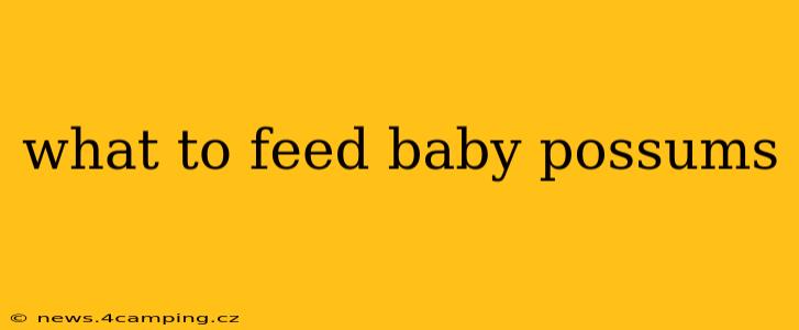 what to feed baby possums