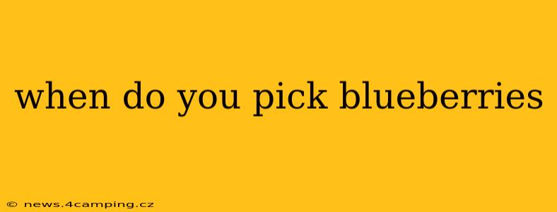 when do you pick blueberries