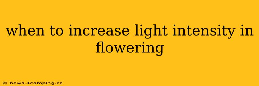 when to increase light intensity in flowering