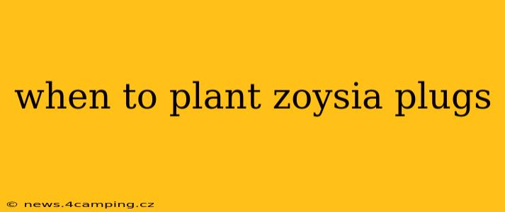 when to plant zoysia plugs