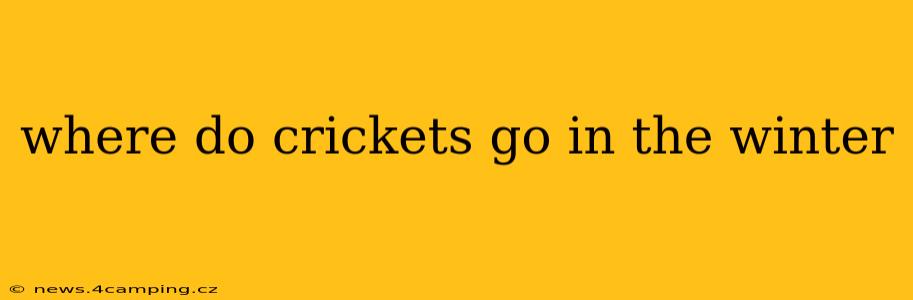where do crickets go in the winter