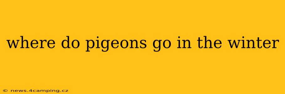 where do pigeons go in the winter