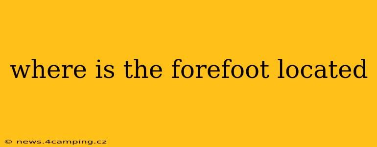 where is the forefoot located