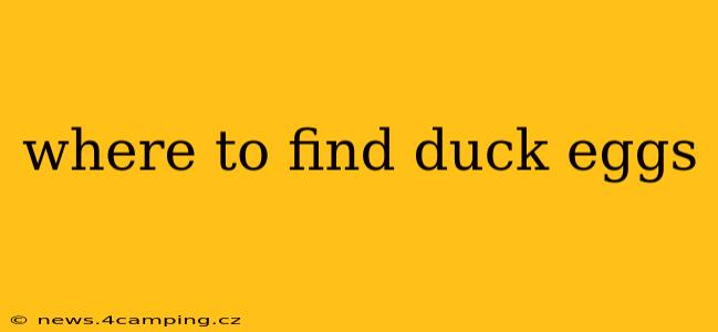 where to find duck eggs