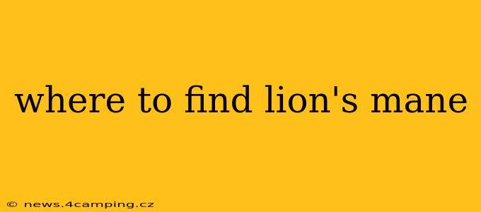 where to find lion's mane