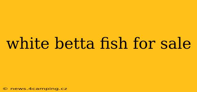white betta fish for sale