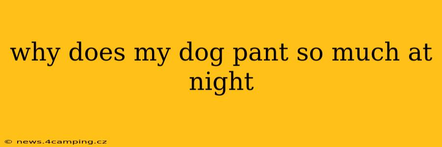 why does my dog pant so much at night
