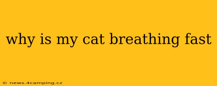 why is my cat breathing fast