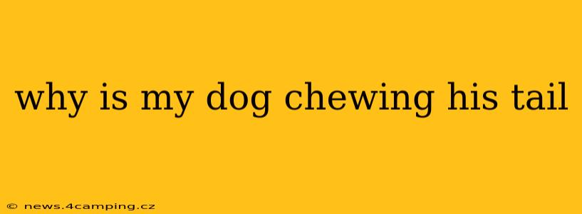 why is my dog chewing his tail