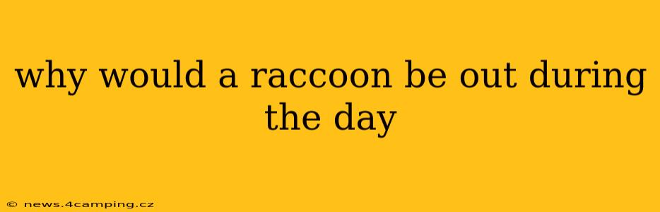 why would a raccoon be out during the day