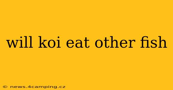 will koi eat other fish