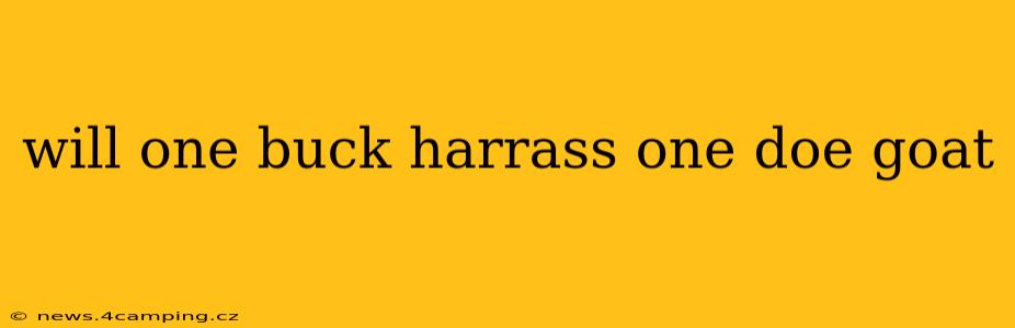 will one buck harrass one doe goat