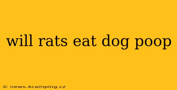 will rats eat dog poop
