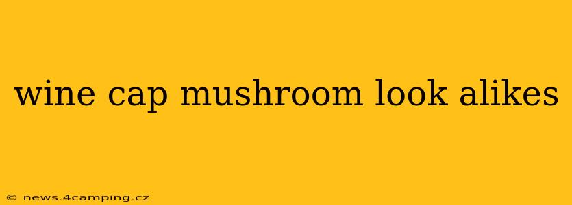 wine cap mushroom look alikes