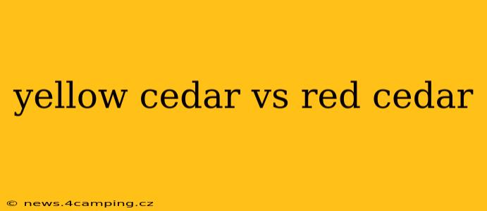 yellow cedar vs red cedar